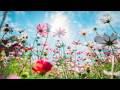 Music I Heard in a Dream #8 (happy harp!) - Norwegian Breeze