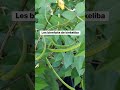 Les bienfaits de kinkeliba