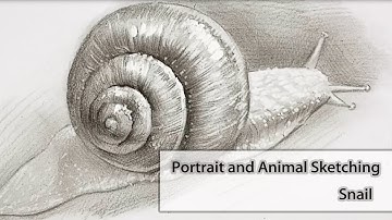 How to Sketch a Snail: A Step-by-Step Guide