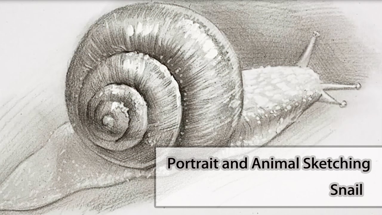 How to Sketch a Snail: A Step-by-Step Guide