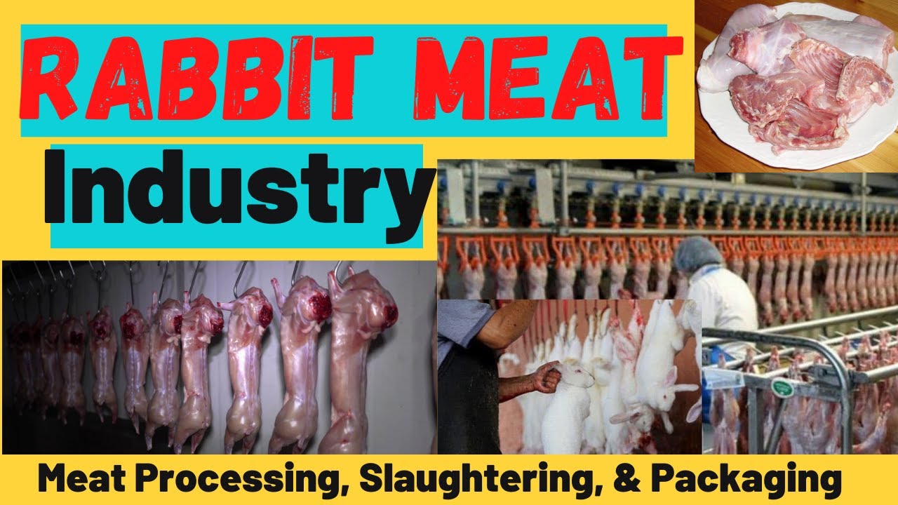 Rabbit Meat Industry (Meat Slaughtering, Processing, Packaging) - YouTube