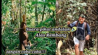 suara 🔊 pikat burcil andalan Alas Rembang!?