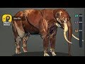 Idle Animals! Elephant (by Joygame Mobile) - Android iOS Game Gameplay