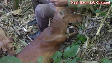 Yos Hav Zoov  Khawb Tsaug Thiab Tua Kauv Nyob Rau SaNaj Khjais 2020