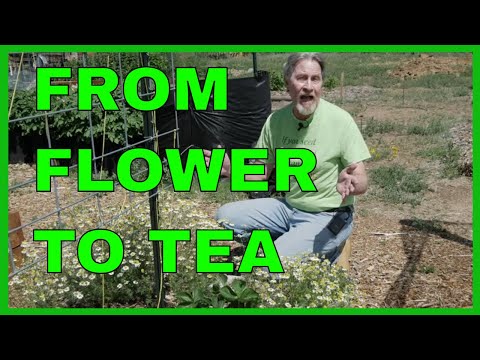 Vidéo: Chamomile Harvest Time - Comment récolter la camomille du jardin
