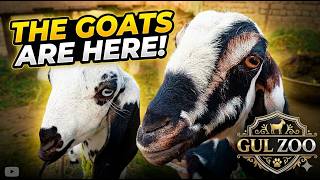 Goat ASMR 🐐 Relaxing Village Life | Goats Eating Grass with Real Natural Sounds 🌿