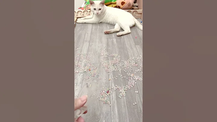 Video 6059261: eyes white cat, cat eyes funny, bicolor cat