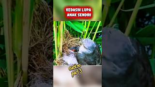 kedasih salah sabotase anak sendiri #burung #birds #burungkicaudialamliar #rdmtvanimal
