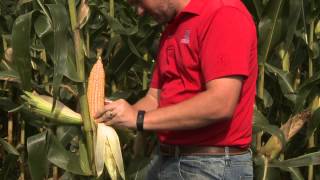 Estimating Corn Yields - Nathan Mueller - September 18, 2015
