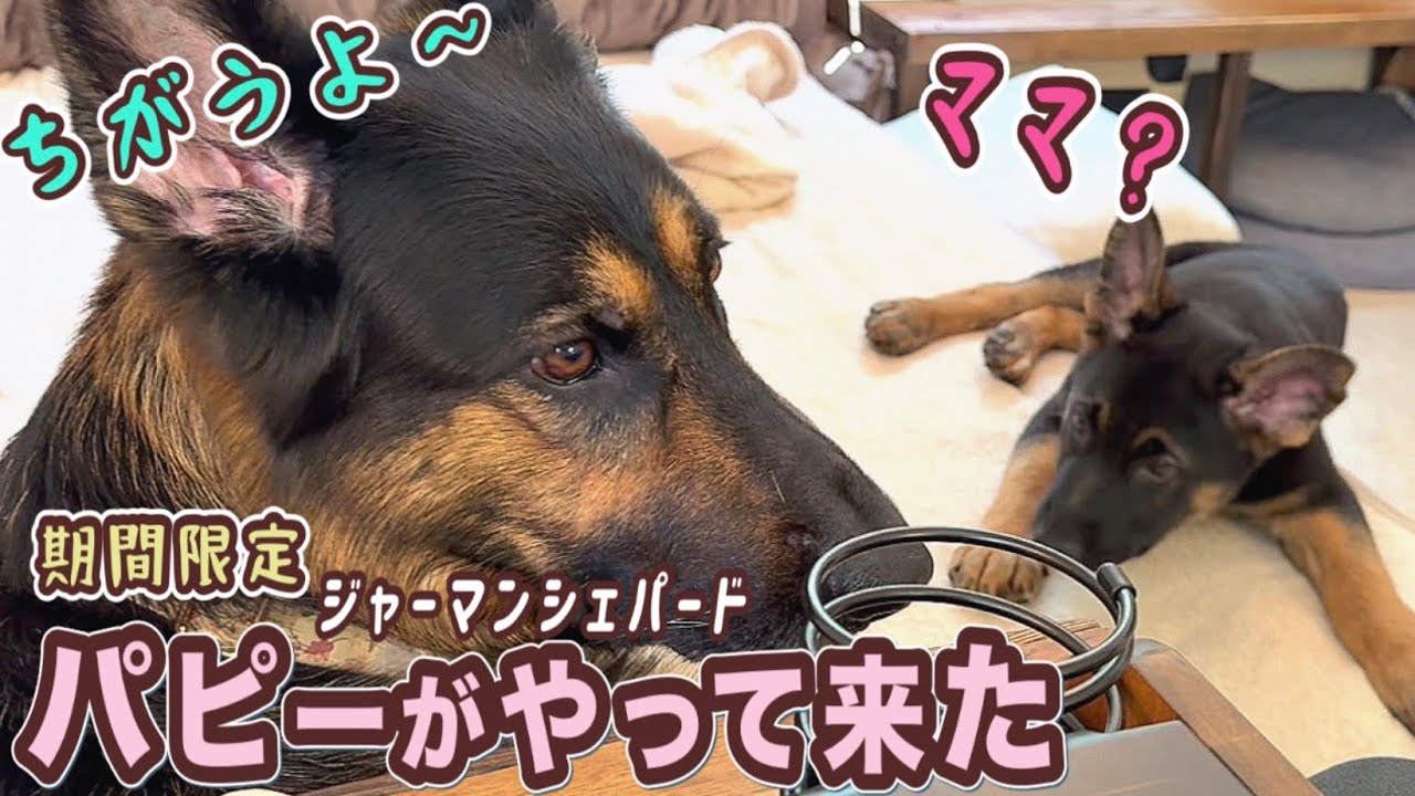 お母さんじゃないよ🐶存在が当たり前になったパピーもリラックス