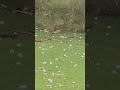 Hailstorm in Delhi Today #DelhiRain #Hailstorm #Barish #Ole #RainInDelhi