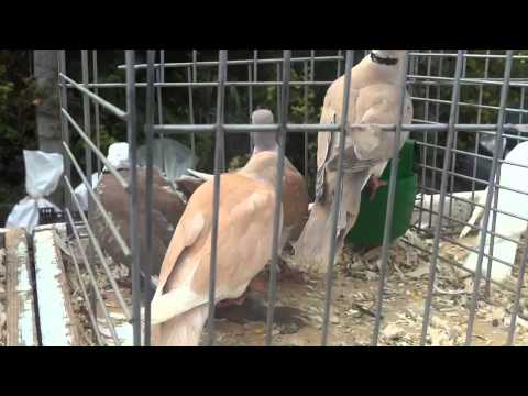 Video: Mengvoeder Voor Kippen, Kalkoenen En Eenden