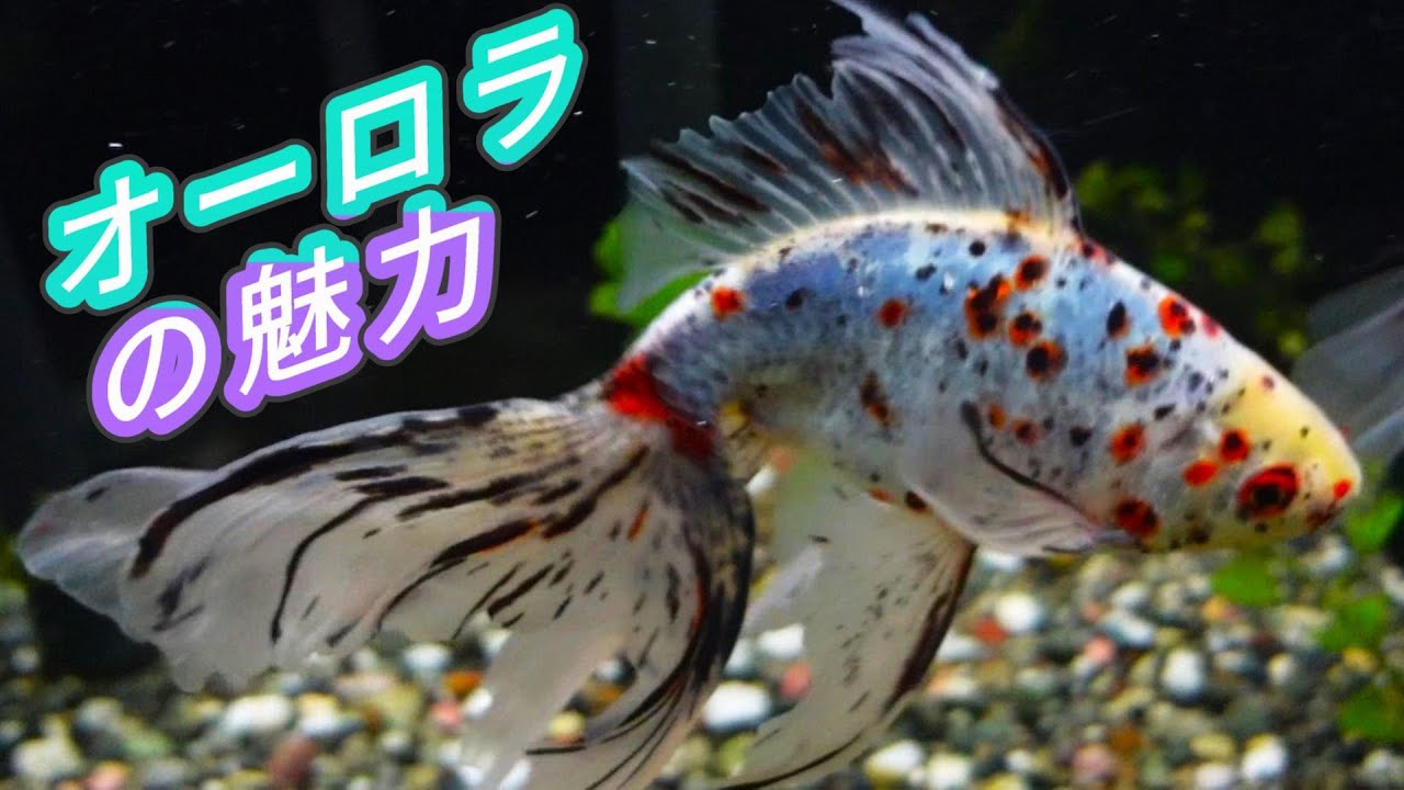 A goldfish with a charming long peacock tail! Why not try keeping 