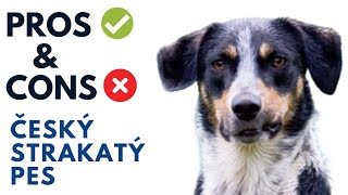 Český strakatý Pes Pros and Cons | Bohemian Spotted Dog Advantages and Disadvantages