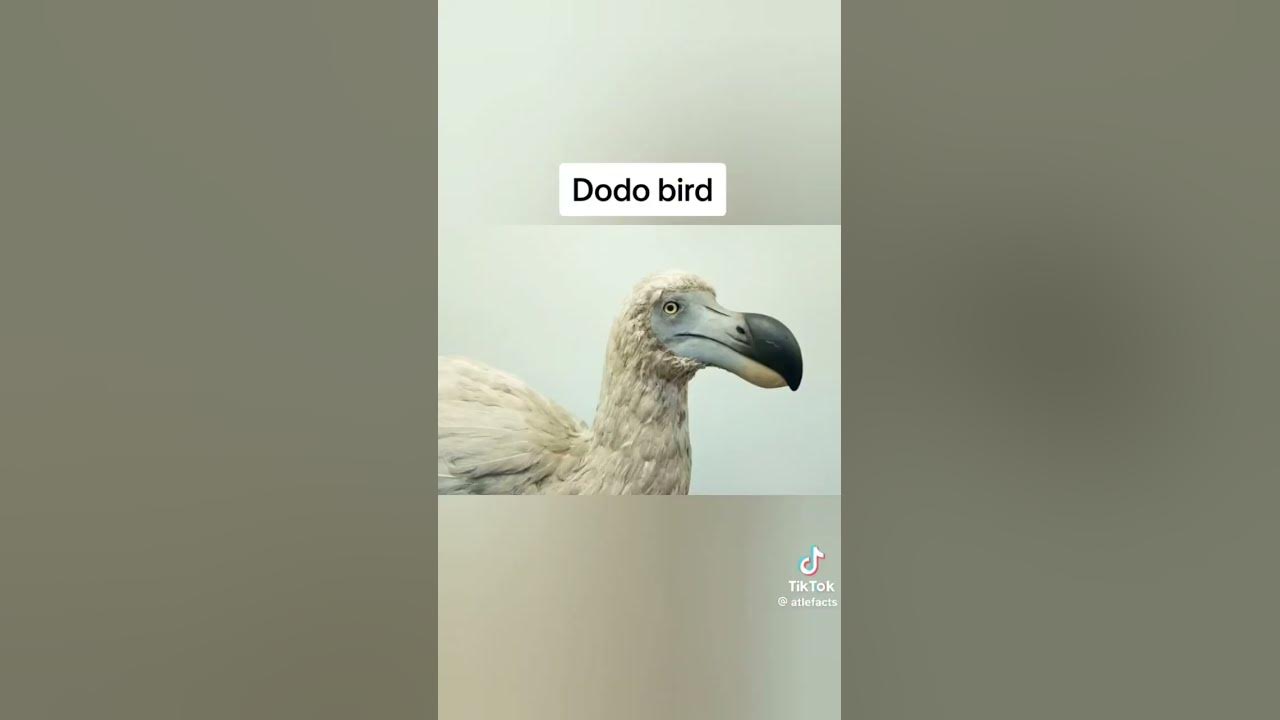 Caught Camera Dodo Bird Found Alive 2018 Dodo bird caught on camera #extinct # viral#short - YouTube