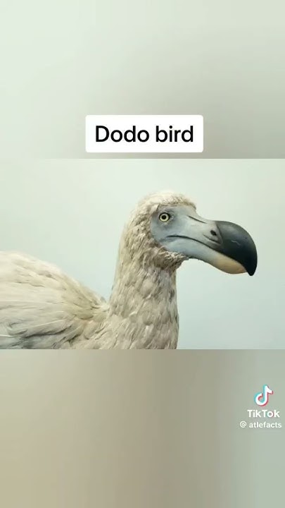 Caught Camera Dodo Bird Found Alive 2018 Dodo bird caught on camera #extinct # viral#short - YouTube