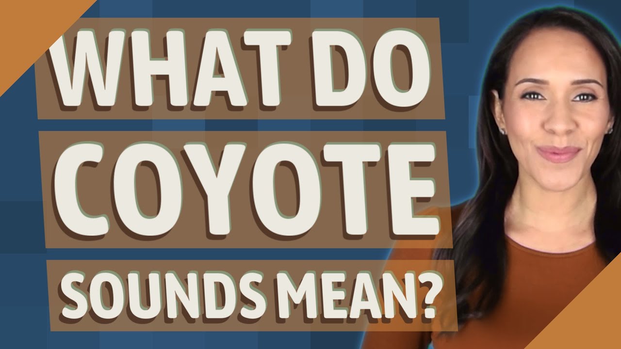 What do coyote sounds mean? YouTube