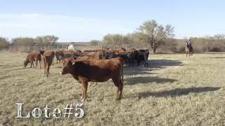 Venta de ganado "Rancho el jaralito" Múzquiz Coahuila México.