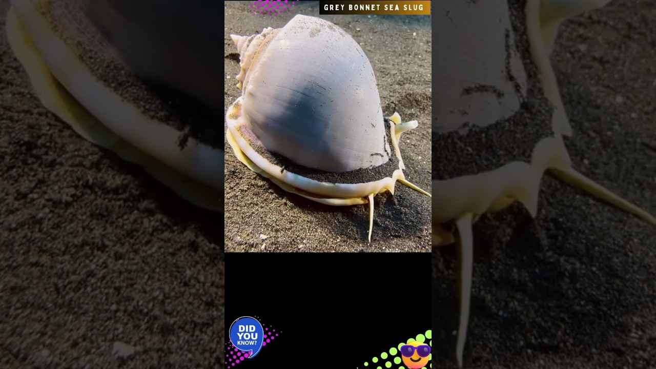 GREY BONNET SEASLUG|HELMET-SHAPED SEASNAIL AUDIO@DISCOVER WHATZ UNIQUE 