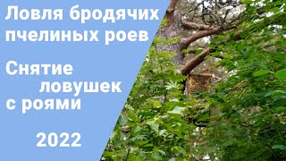 Ловля пчелиных роев. Снятие ловушек с роями.