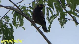 សត្វសារីការកែវវង  -Birds Sarika Keo Vong