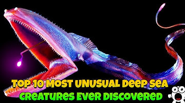 Top 10 Most UNUSUAL Deep Sea Creatures Ever Discovered