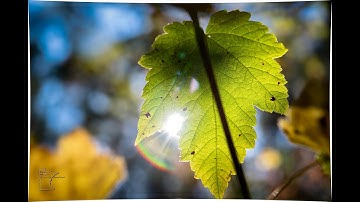 Fall Color Compilation 2025