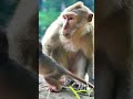very cute baby Monkey Malik  #monkey #monkey05 #monkeybehavior #life #animals #monkey4u #babymonkey