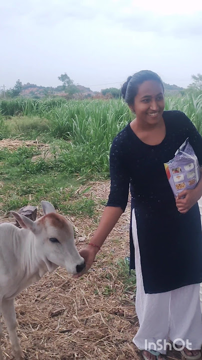 polam lo ma pinni valla cow#shorts #ytshorts #youtubeshort #trending #viral #Amysworld #cow