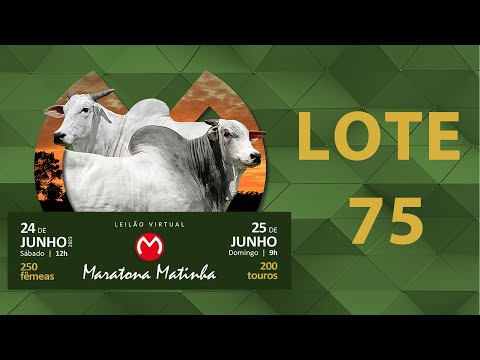 LOTE 75