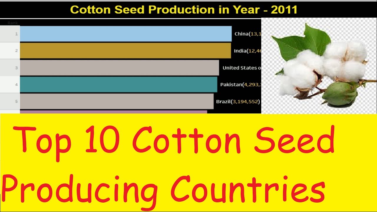 Top Cotton Seed Producing Countries India's Rank One Indian YouTube