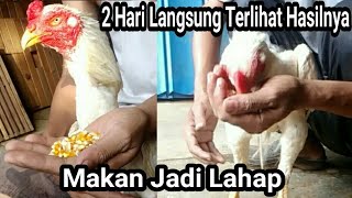 CARA MENAMBAH NAFSU MAKAN AYAM. 