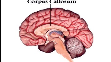 Philosophy 3   Lecture 08   John Searle