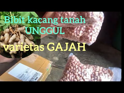 Bibit Kacang Tanah Super