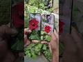 Google Pixel 10 vs iPhone 17 | Camera Test for Portrait Mode #shorts #googlepixel10 #iphone17