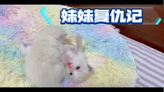 小奶猫成长日记之Day28:风水轮流转看妹妹如何报一箭之仇