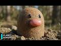 Real Life Pokémon - Documentary: Diglett &amp; Dugtrio | The Underground Mystery