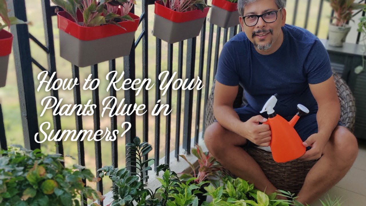 How to Keep Your Plants Alive in Summers !! YouTube