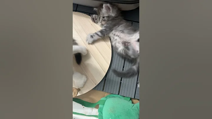 Video 10444031: mainecoon cat kitten pets, mainecoon kitten cute pets, mainecoons funny cats pets, mainecoon baby cats kittens, kitten cute love