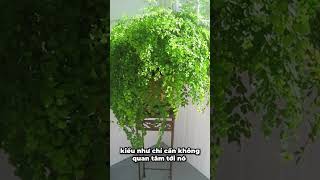 MaidenHair: Tóc thần vệ nữ - Tóc Tiên, cô Diva khó chiều nhưng ai cũng muốn sở hữu!