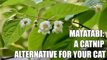 Matatabi - A catnip alternative for your cat