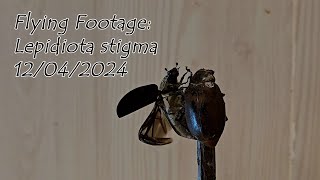 Flying Scarab Beetle: Lepidiota Stigma