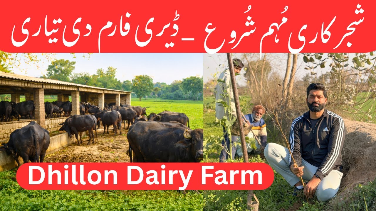 Tree Plantation Campaign | Dairy Farm Construction Progress | Nasir Dhillon