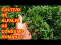 CULTIVO DE ALFALFA PARA CONSUMO HUMANO 🍀🍀🍀 DE SEMILLA A COSECHA