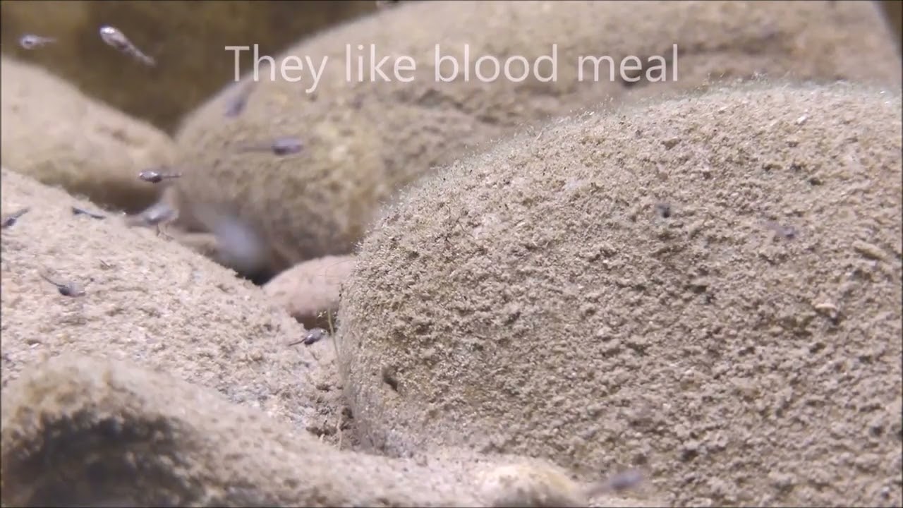 The best dry food for babies BLOOD MEAL 90 % PROTEIN