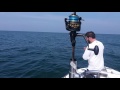 False Albacore in Block Island Sound