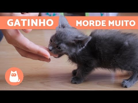 Vídeo: Como Evitar Que Um Gatinho Morda As Mãos