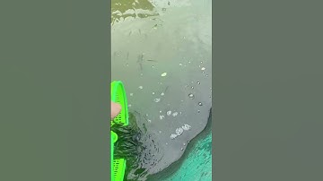 Cá lóc đầu nhím giống #cá_giống #trại_cá_giống_út_me #traicagiongdongthap 0909770509