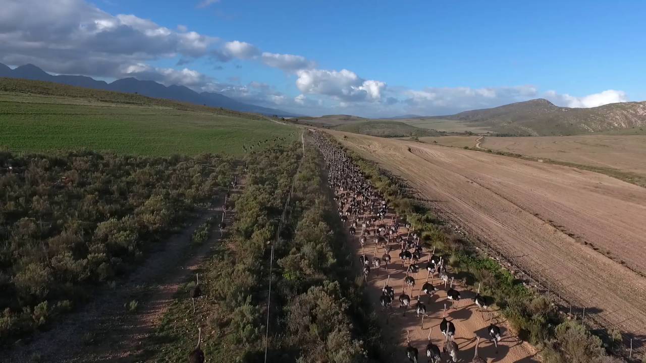 Ostrich Stampede