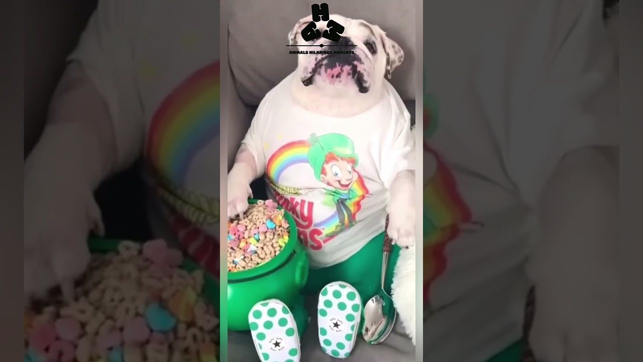 Попробуйте не засмеяться, собачья версия (том 70)